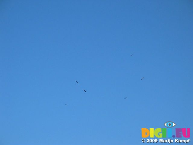 14139 Vultures circling